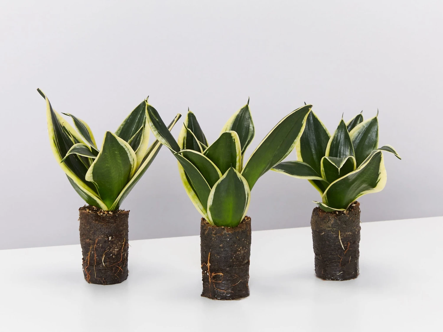 Sansevieria Trifasciata Lotus Hahnii In Paper Pots