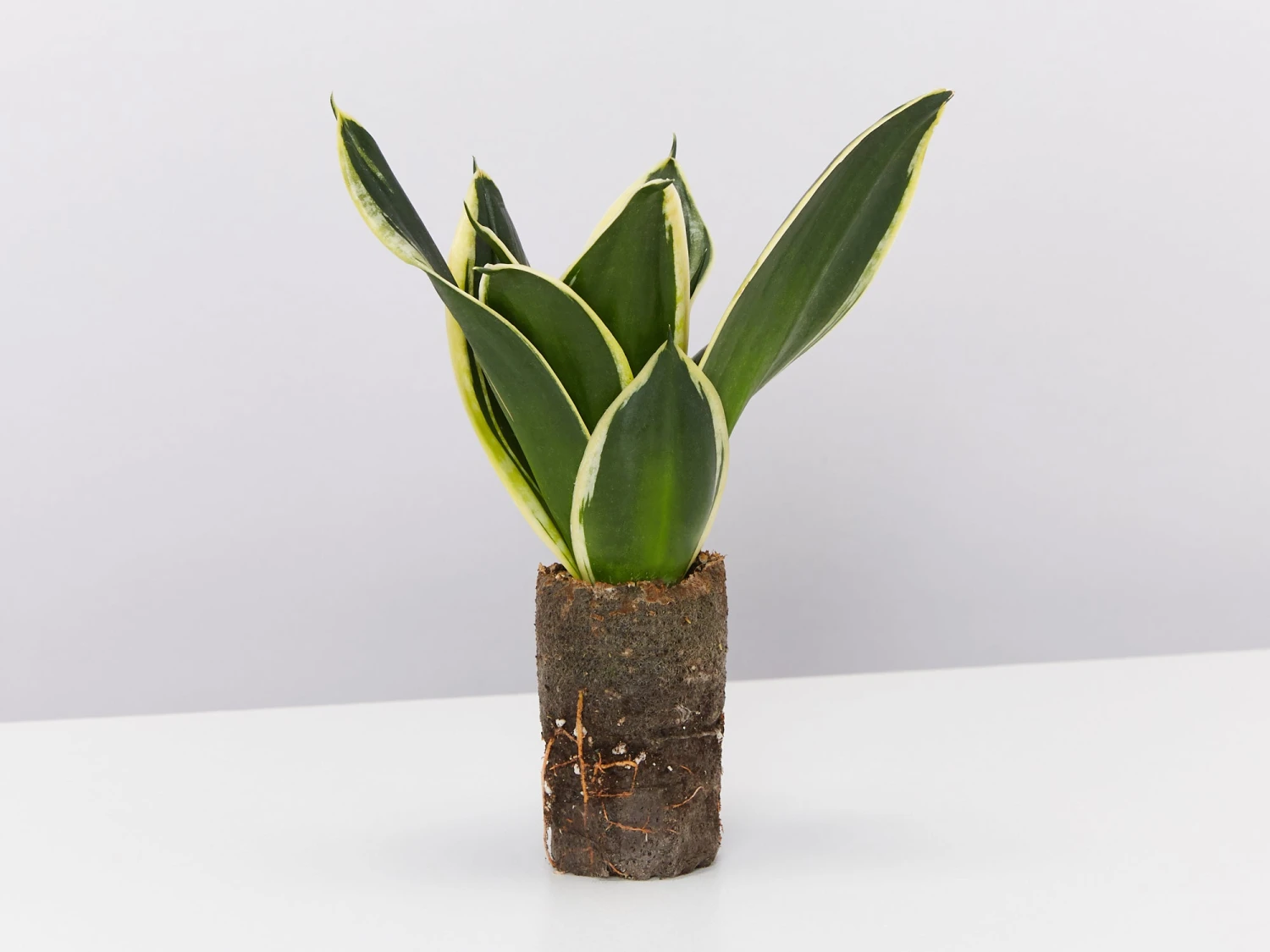 Sansevieria Trifasciata Lotus Hahnii In Paper Pots - Image 3