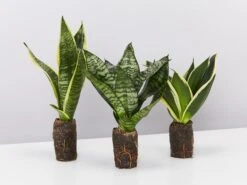 Assorted Box Of Sansevieria