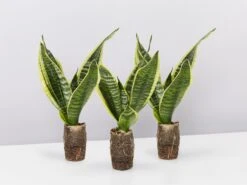 Sansevieria Trifasciata Superba Paper Pots