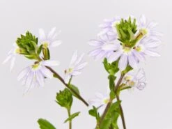 Scaevola Aemula Fairy Blue