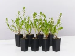 Scaevola Aemula Bondi White