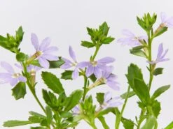 Scaevola Aemula Bondi Blue