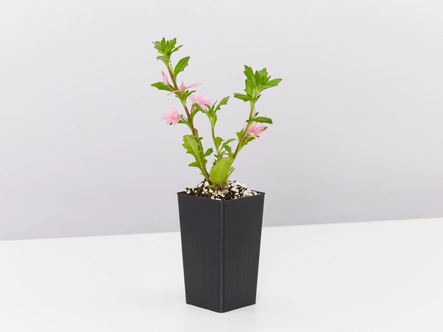 Scaevola Aemula Fairy Pink - Image 2