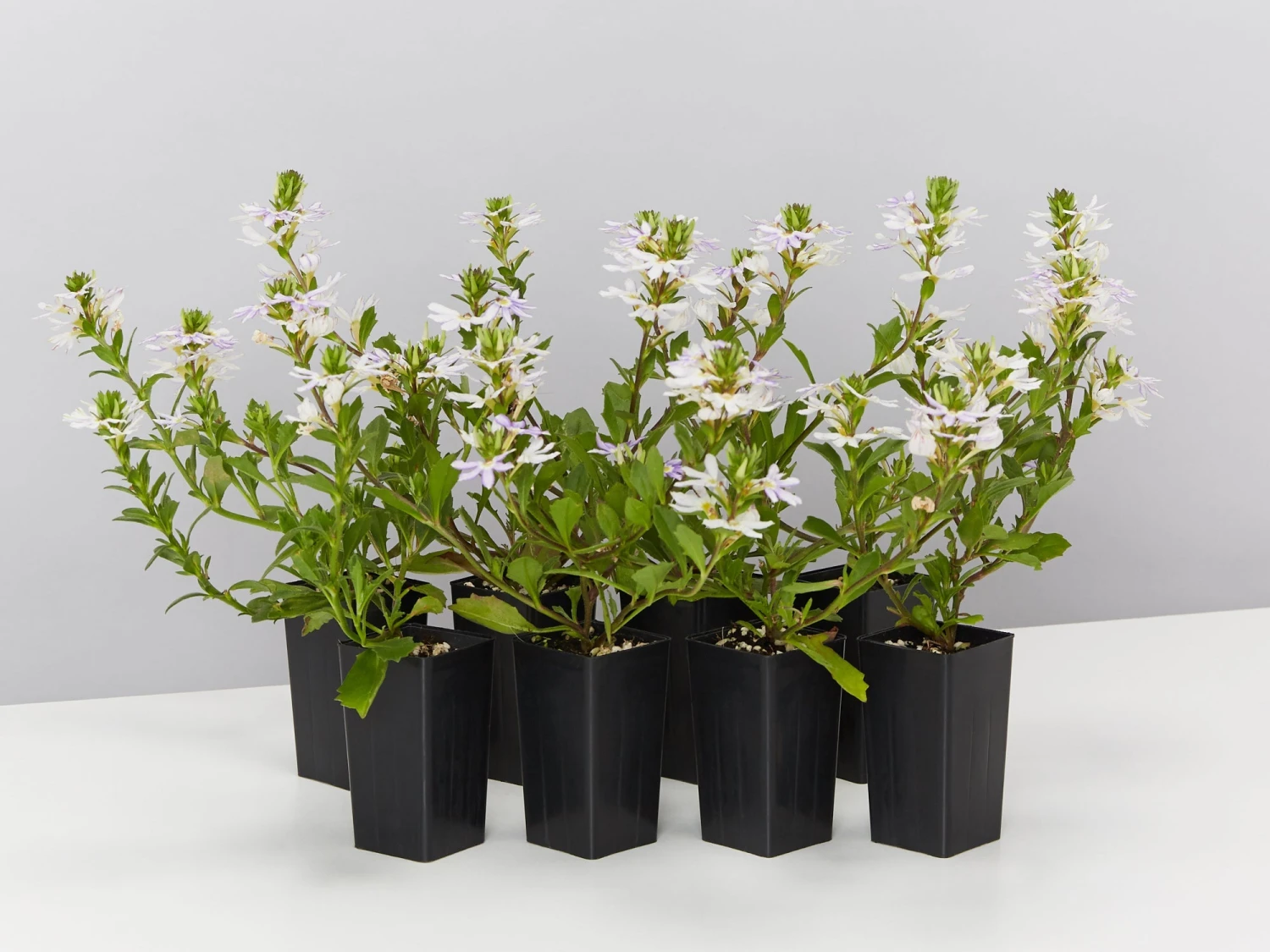 Scaevola Aemula White Mauve - Image 2