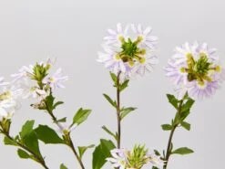 Scaevola Aemula White Mauve