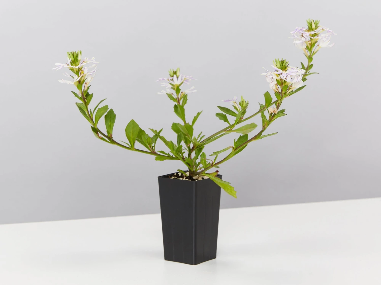 Scaevola Aemula White Mauve - Image 4