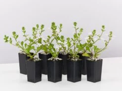 Scaevola Aemula Fairy White