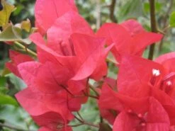 Bougainvillea Scarlet Glory - 85mm