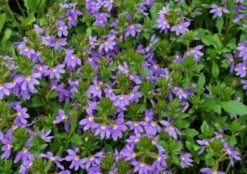 Scaevola Aemula Purple Fanfare
