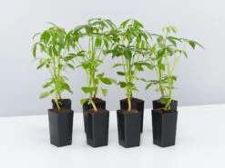 Schefflera Arboricola