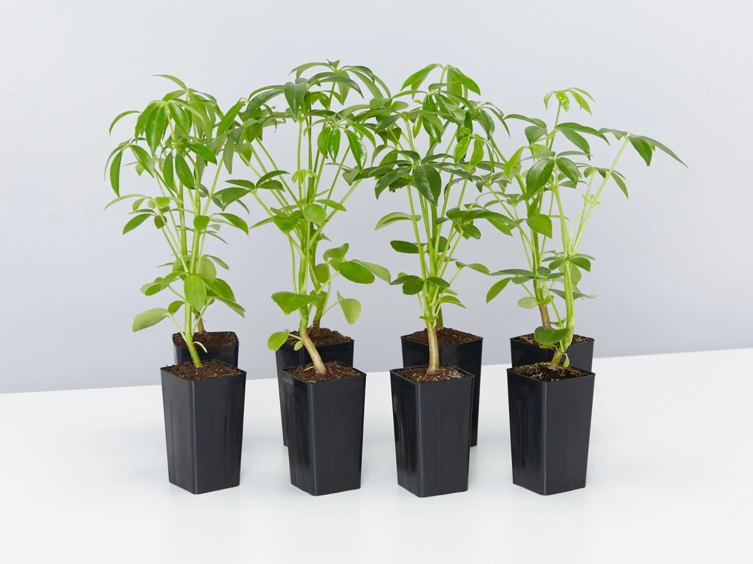 Schefflera Arboricola