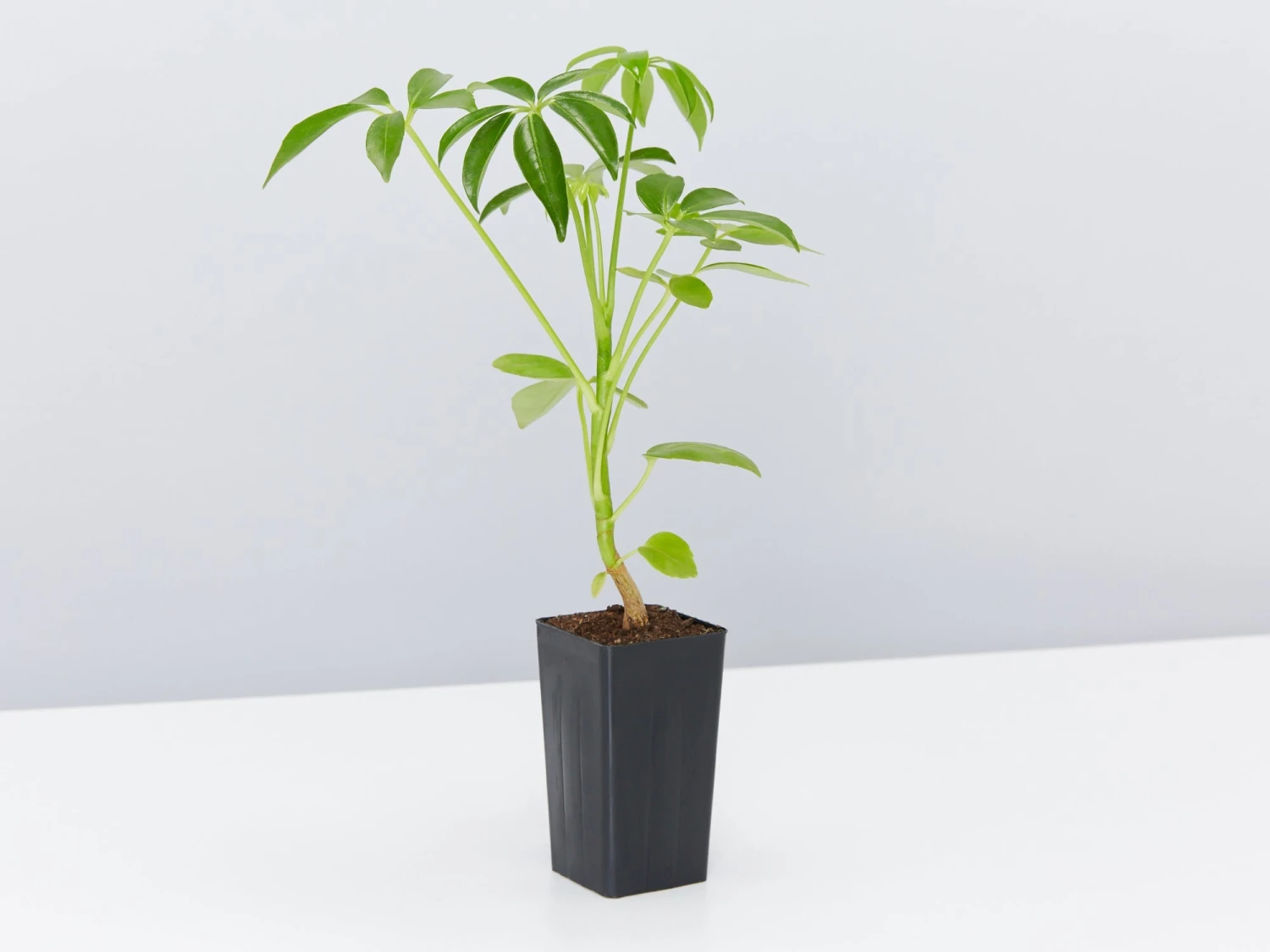 Schefflera Arboricola - Image 4