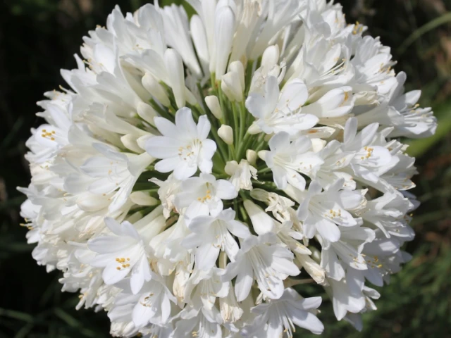Agapanthus Orientalis River Garden White Plant Pack - Image 2