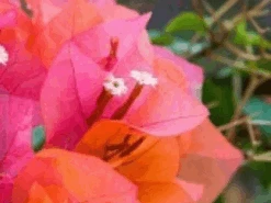 Bougainvillea Tango Supreme