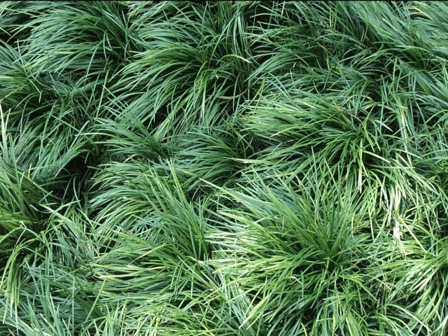 Ophiopogon Japonicus Mondo Grass - Image 2