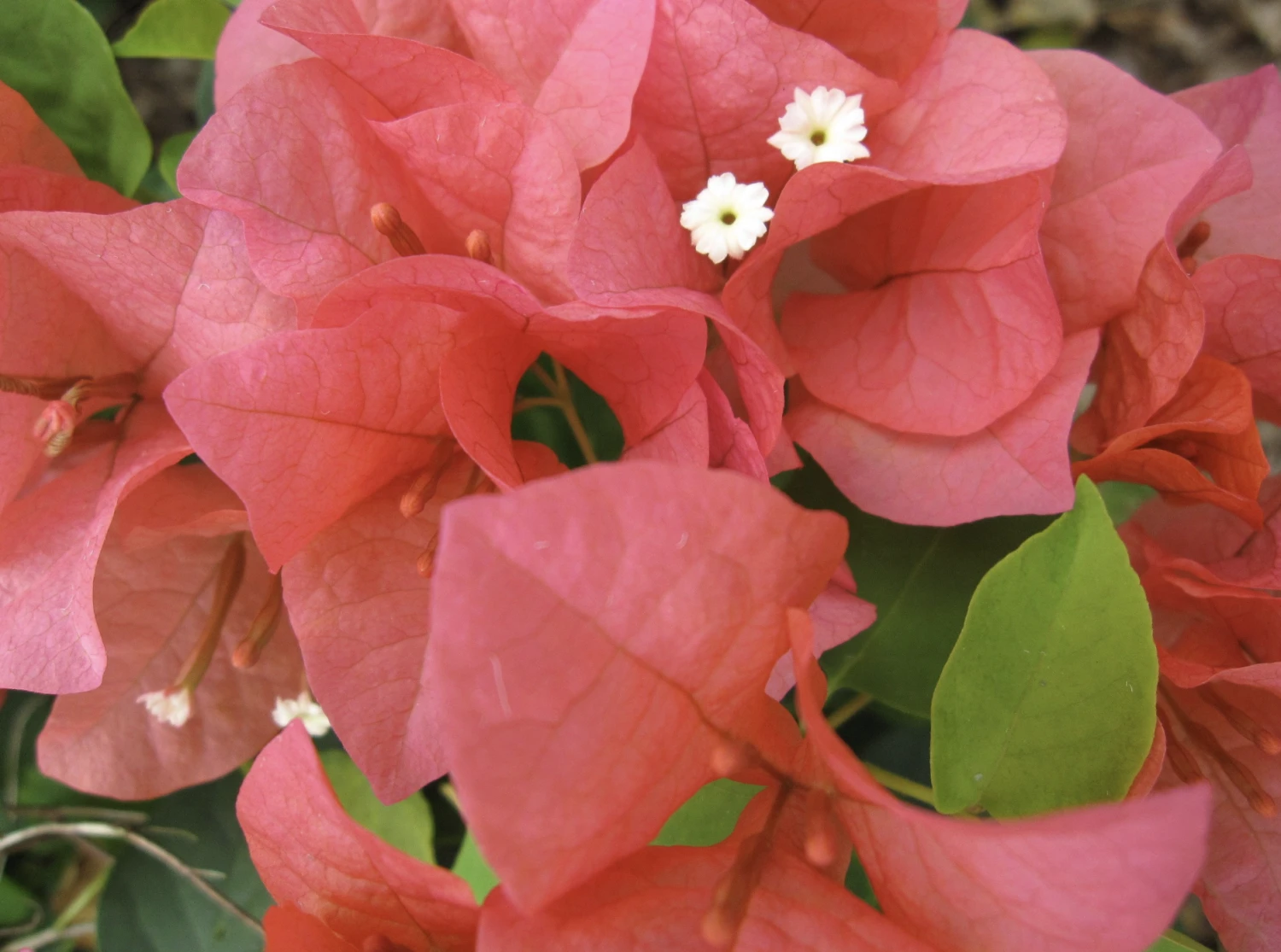 Bougainvillea Summer
