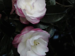 Camellia Sasanqua Leslie Ann