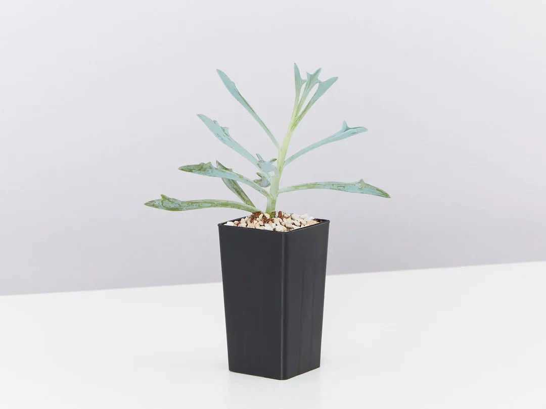 Silvery Grey & Blue Foliage Collection - Image 3