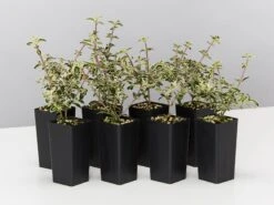 Serissa Foetida Snow Leaves