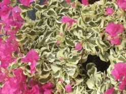 Bougainvillea Sirene