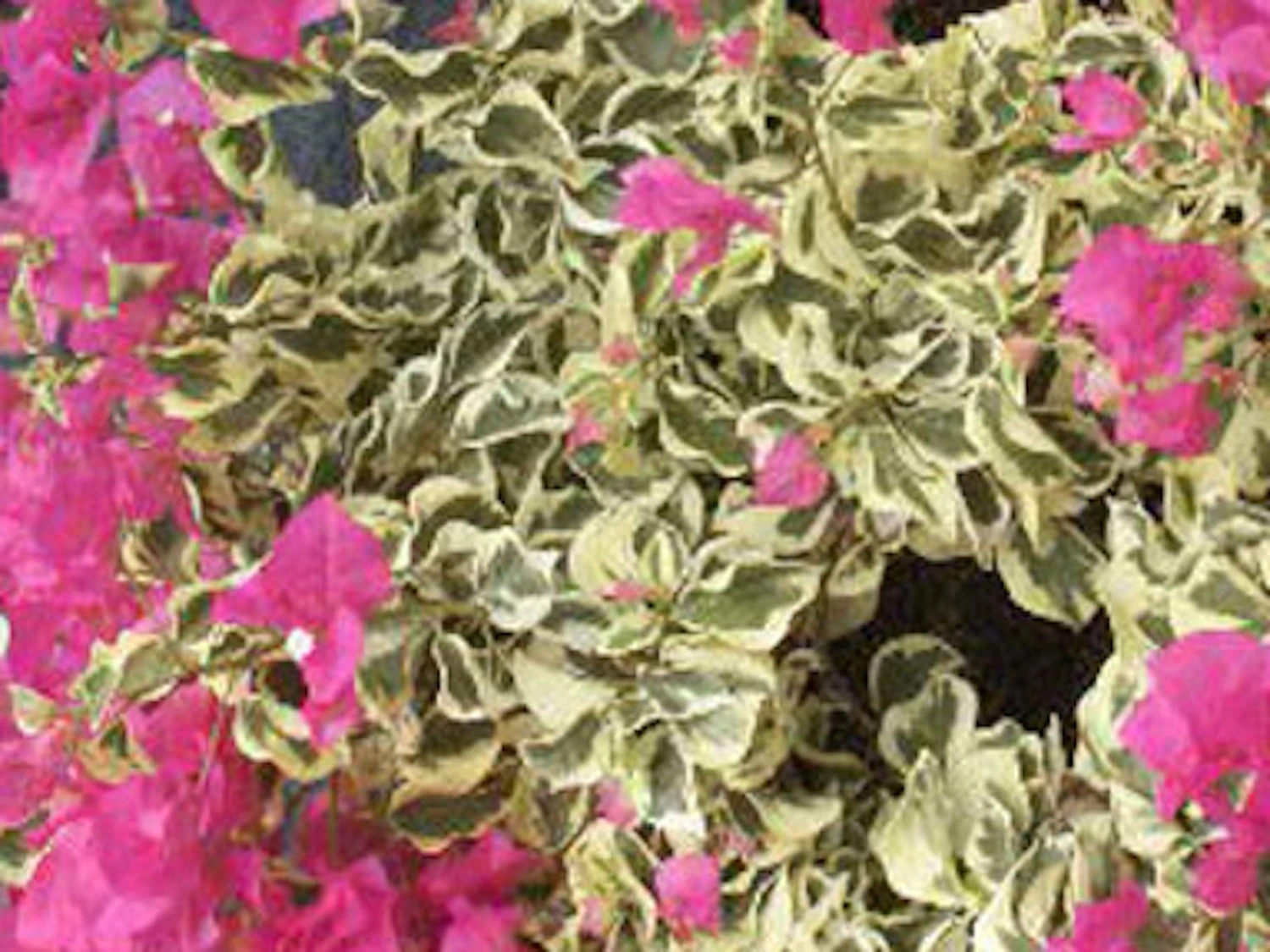 Bougainvillea Sirene