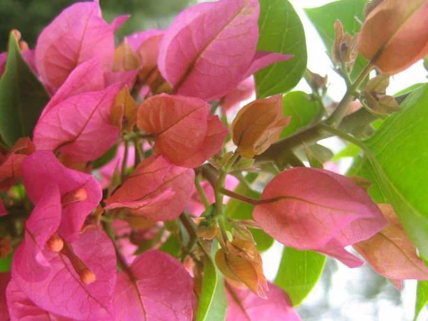 Bougainvillea Smartie Pants - 85mm - Image 5