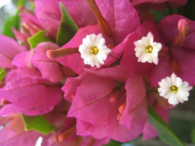 Bougainvillea Smartie Pants - 85mm - Image 4