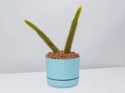 Golden Rat Tail Cactus 🌵 In LECA Set