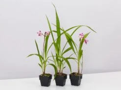 Spathoglottis Far Out Freckles - Larger Size