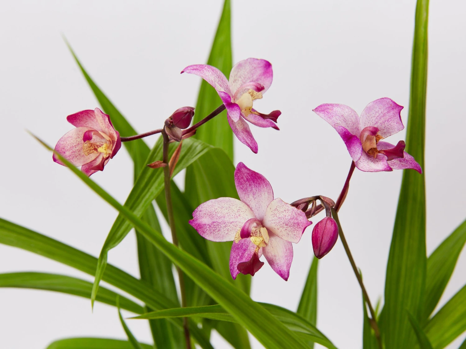 Assorted Box Of Flowering Orchids 'Spathoglottis' - Larger Size - Image 6