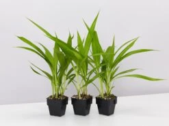 Spathoglottis Plicata Snow Angel 85mm