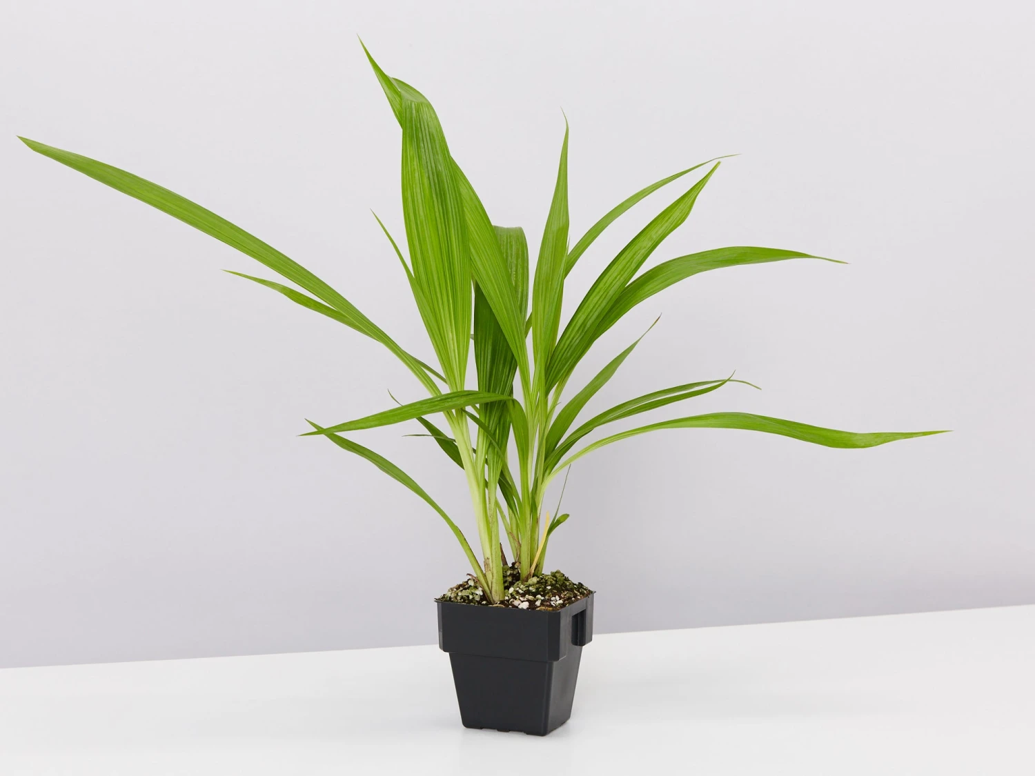 Assorted Box Of Flowering Orchids 'Spathoglottis' - Larger Size - Image 5