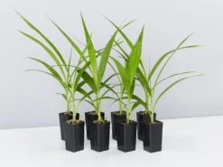 Spathoglottis Rockin Plum