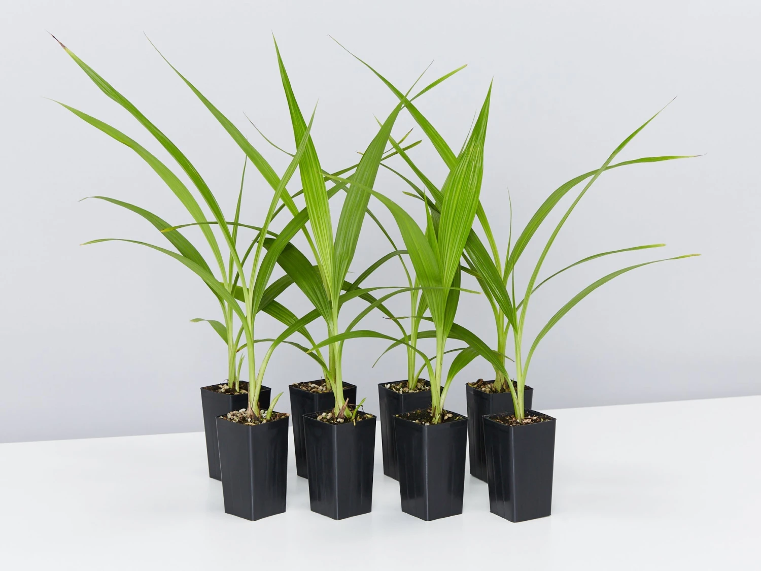 Spathoglottis Rockin Plum