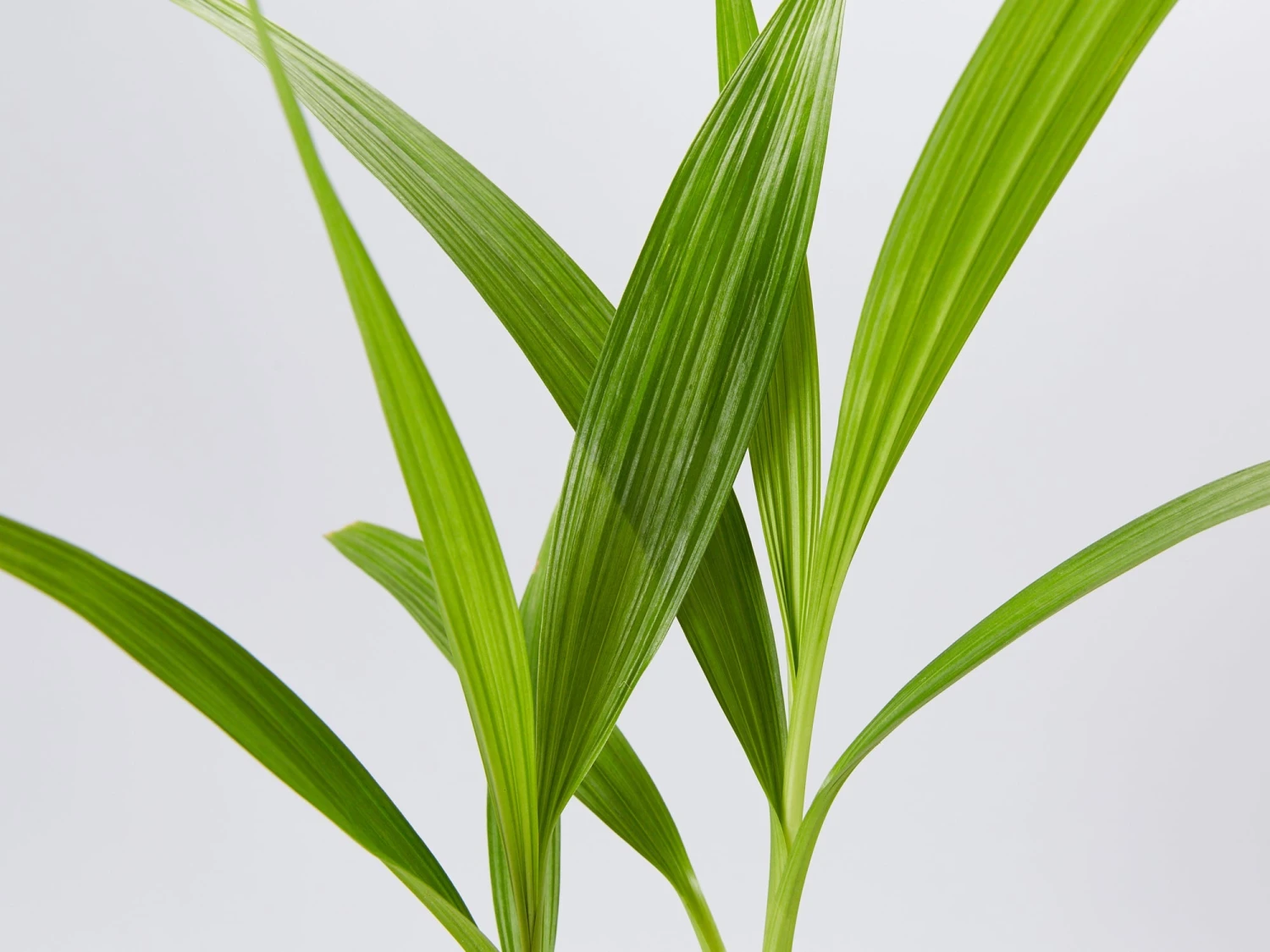 Spathoglottis Rockin Plum - Image 3