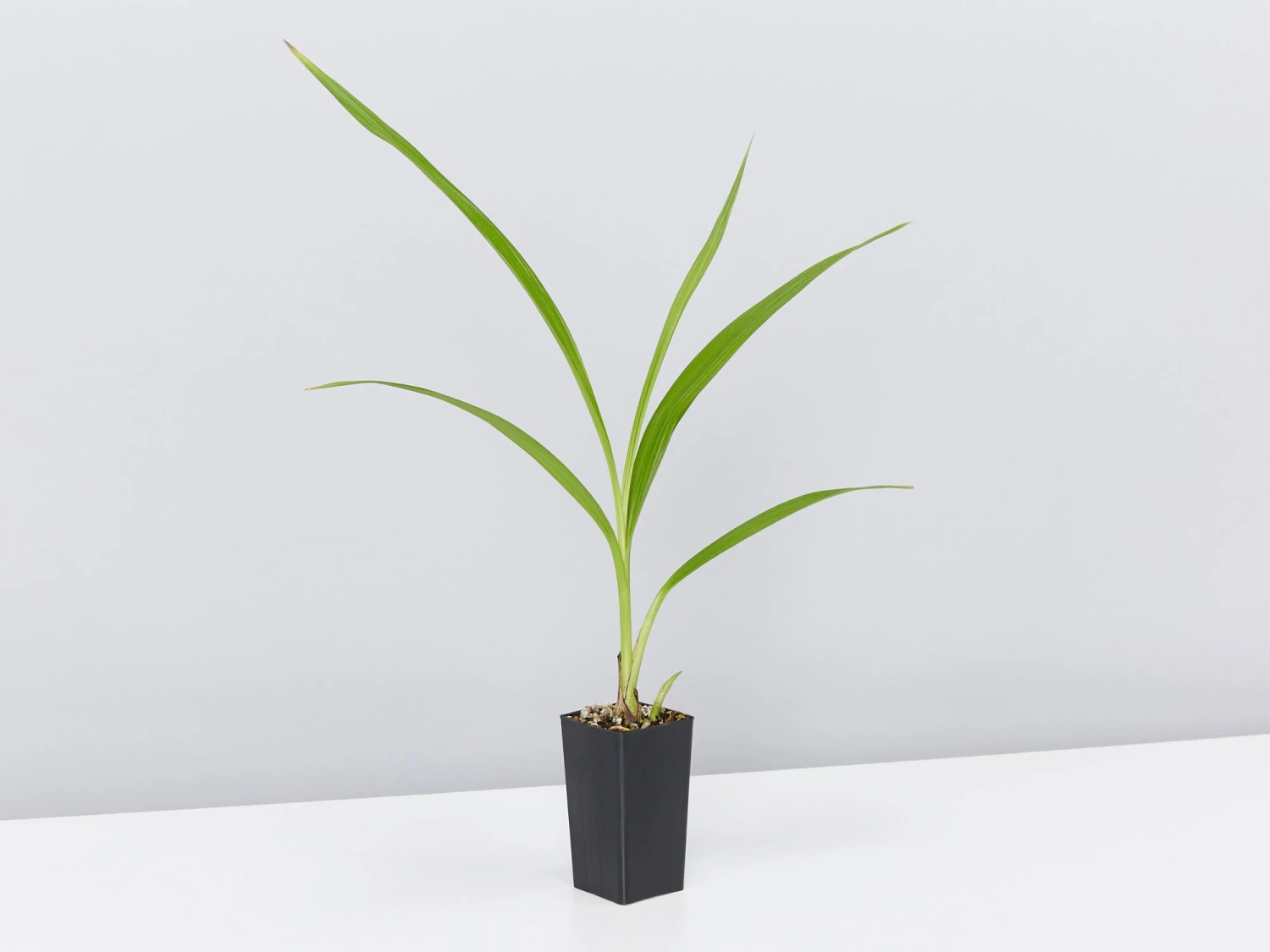 Spathoglottis Rockin Plum - Image 4