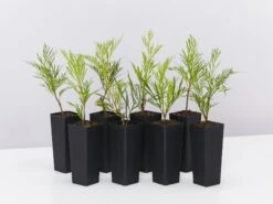 Stenocarpus Angustifolius Doreen