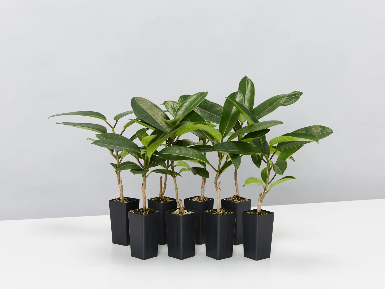 Stephanotis Floribunda