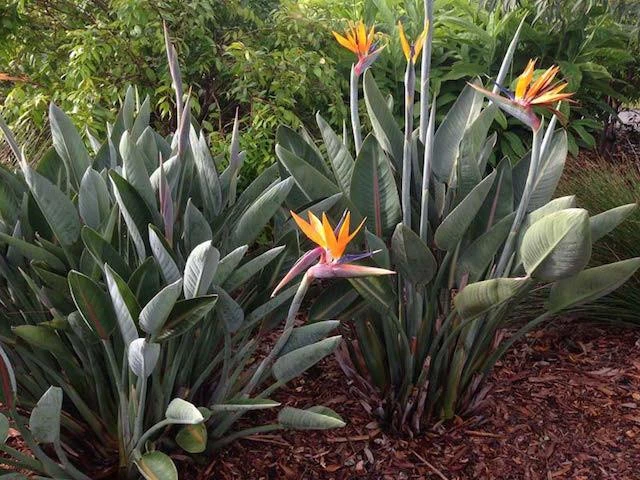 Strelitzia Reginae "Bird Of Paradise" - Image 4