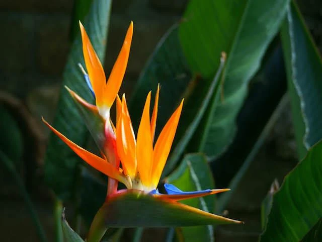 Strelitzia Reginae "Bird Of Paradise" - Image 2