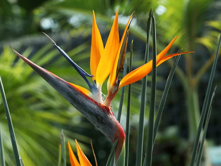 Strelitzia Juncea - Image 2
