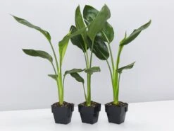 Strelitzia Reginae - Bird Of Paradise 85mm