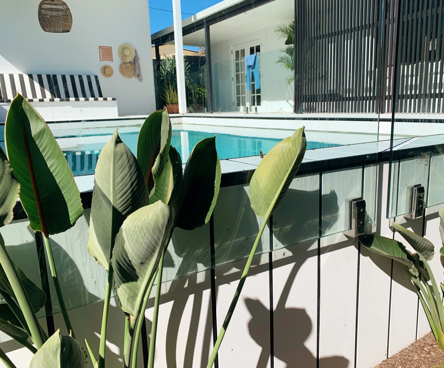 Strelitzia Reginae "Bird Of Paradise"