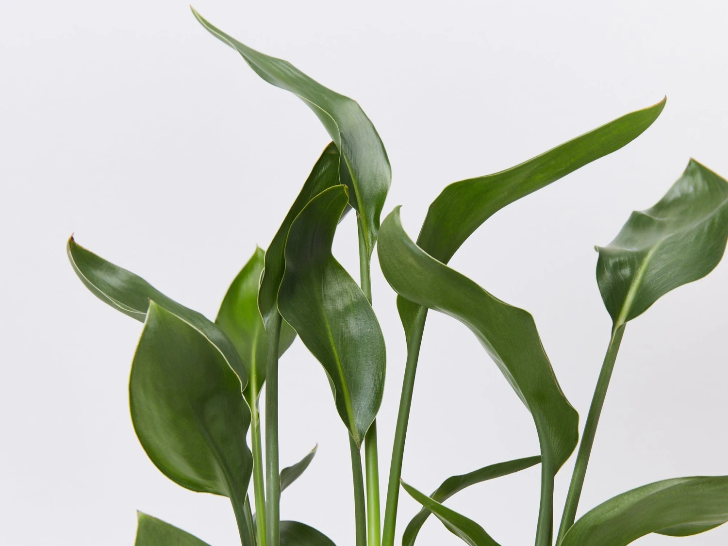 Strelitzia Juncea - Image 3