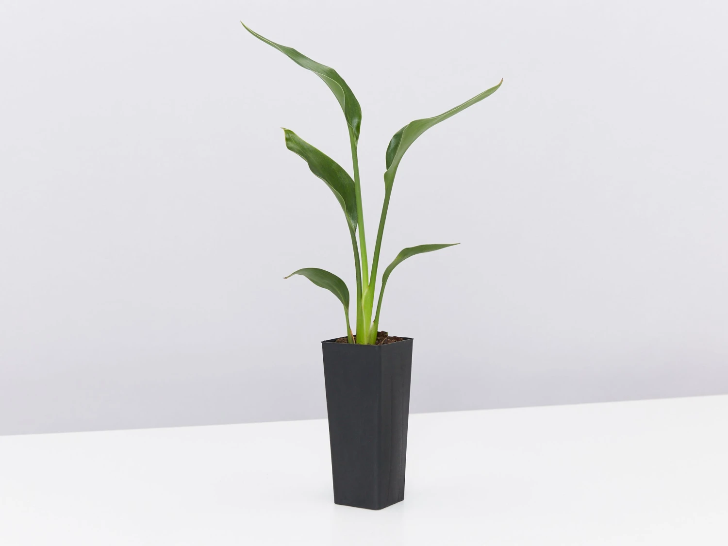 Strelitzia Juncea - Image 5