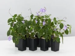 Streptocarpus Caulescens