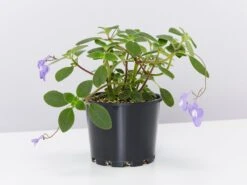 Streptocarpus Caulescens - Plant Only