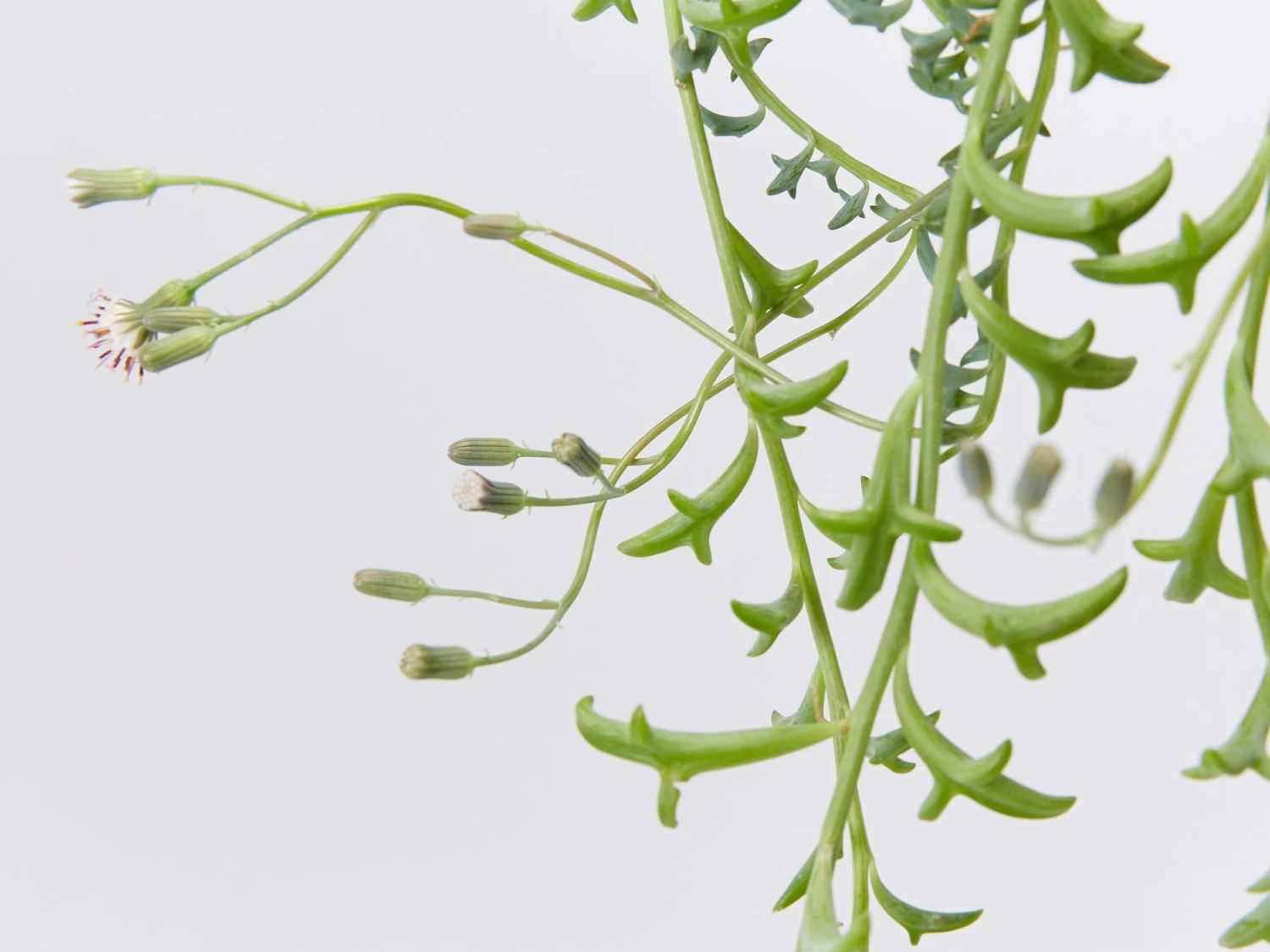 Senecio Peregrinus String Of Dolphins - Image 2