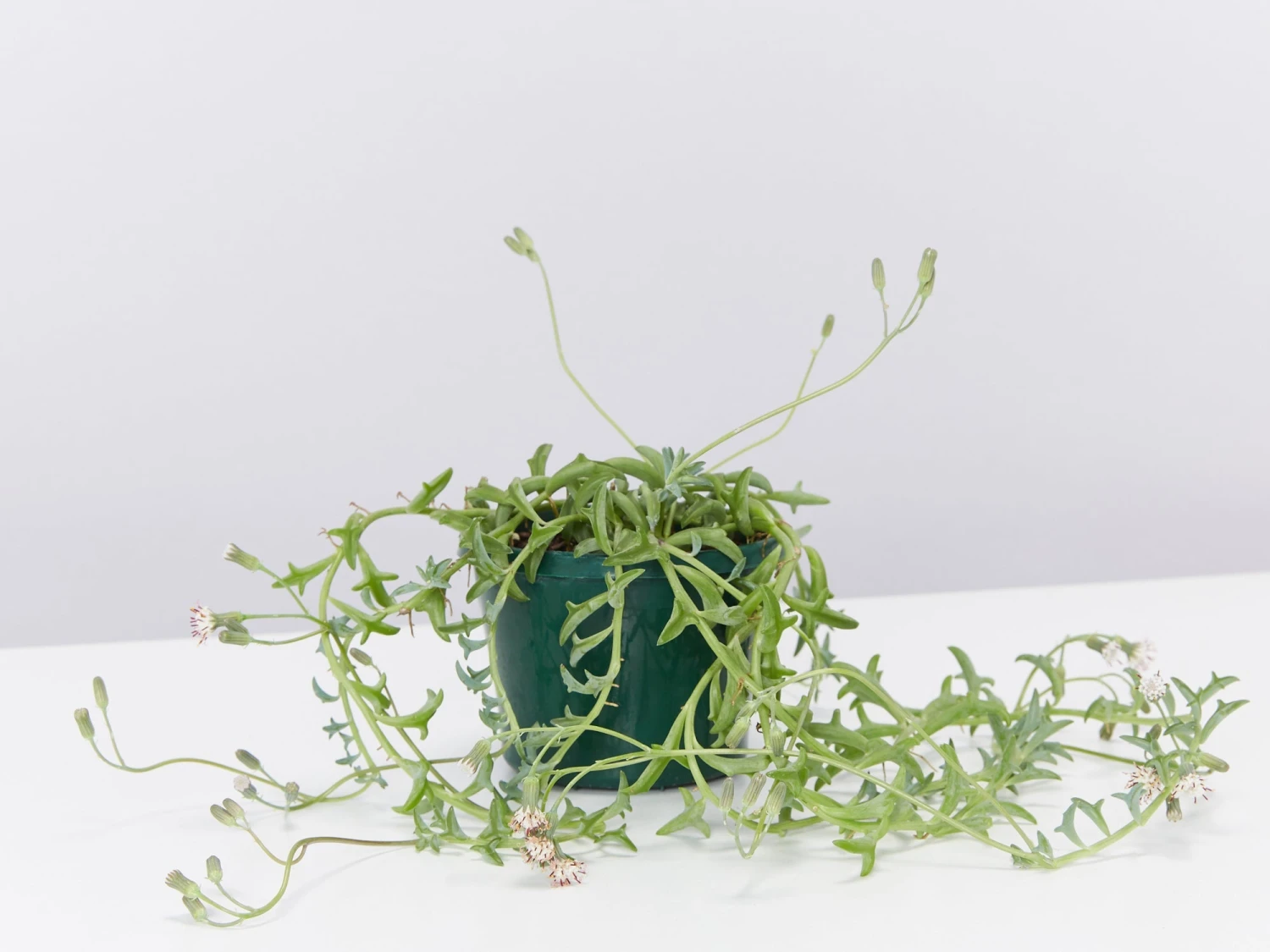 Senecio Peregrinus String Of Dolphins